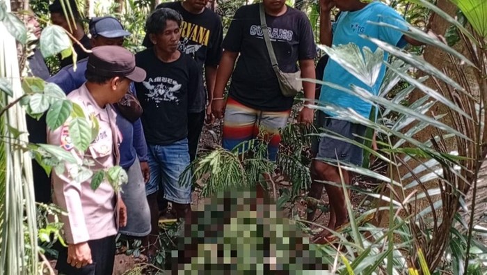 Penebang Pohon Tewas Jatuh dari Ketinggian 30 Meter