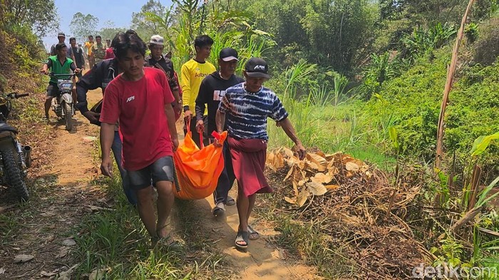 Pria di Polman Tewas Tertimpa Pohon Tumbang Saat Ditebang